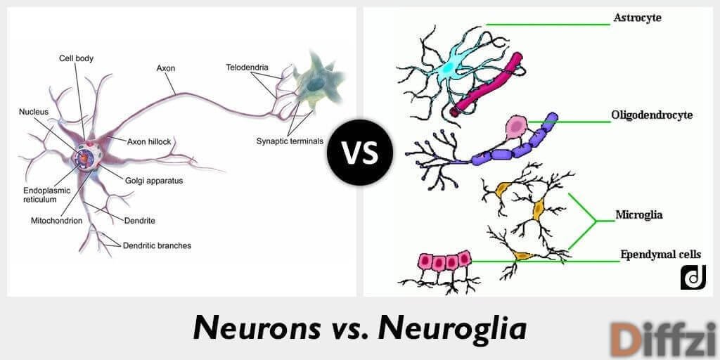 Neurons vs. Neuroglia