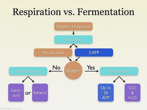 what is the difference between aerobic respiration and fermentation