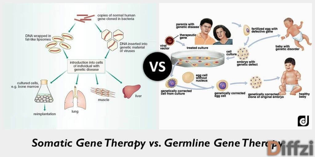 Somatic Gene Therapy vs. Germline Gene Therapy
