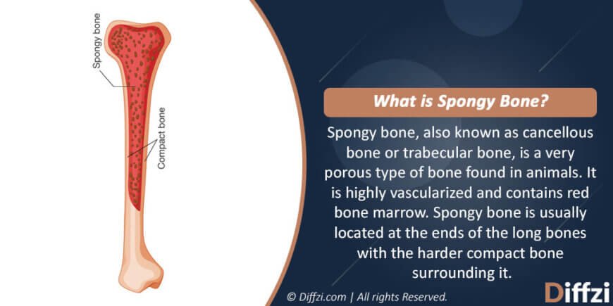 Spongy Bone