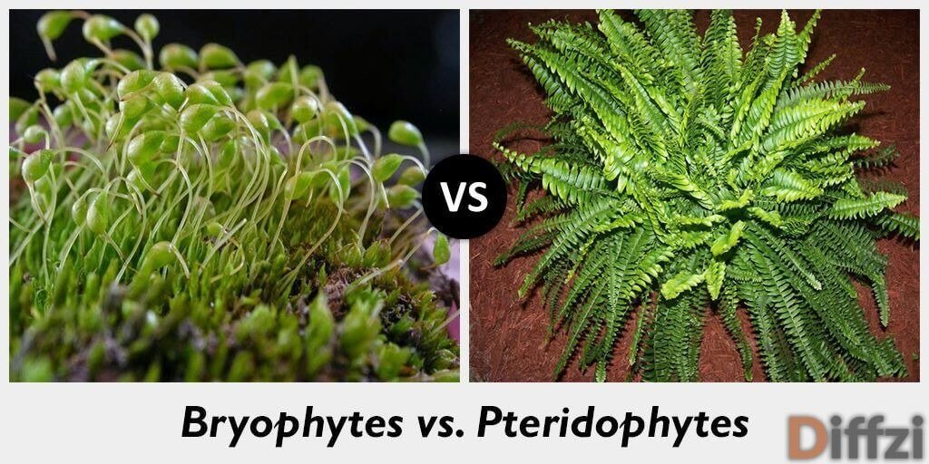 bryophytes vs pteridophytes