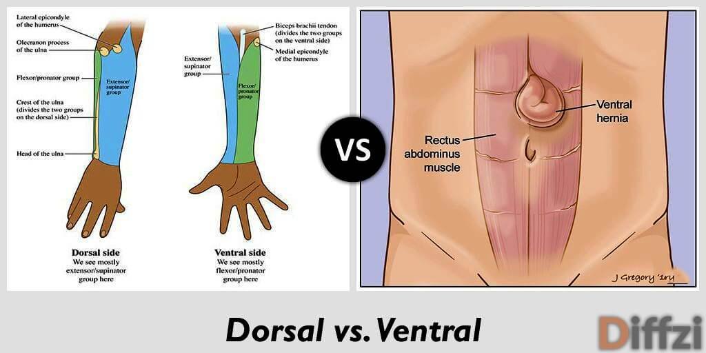 dorsal vs ventral