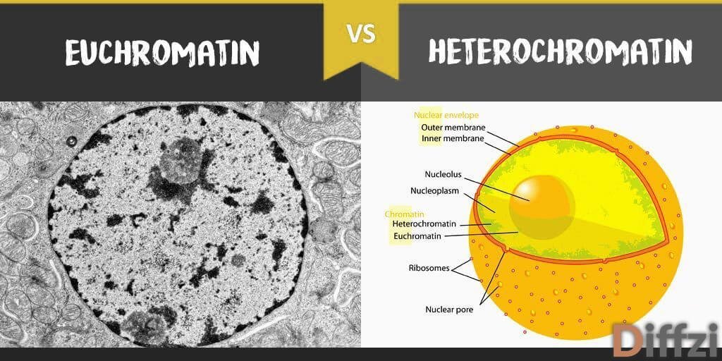 euchromatin vs heterochromatin