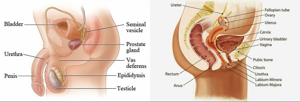 male urethra vs female urethra