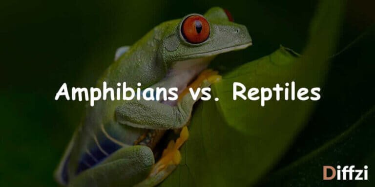 Amphibians vs. Reptiles – Diffzi