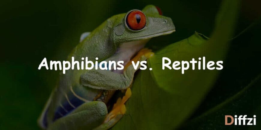 Amphibians vs. Reptiles – Diffzi