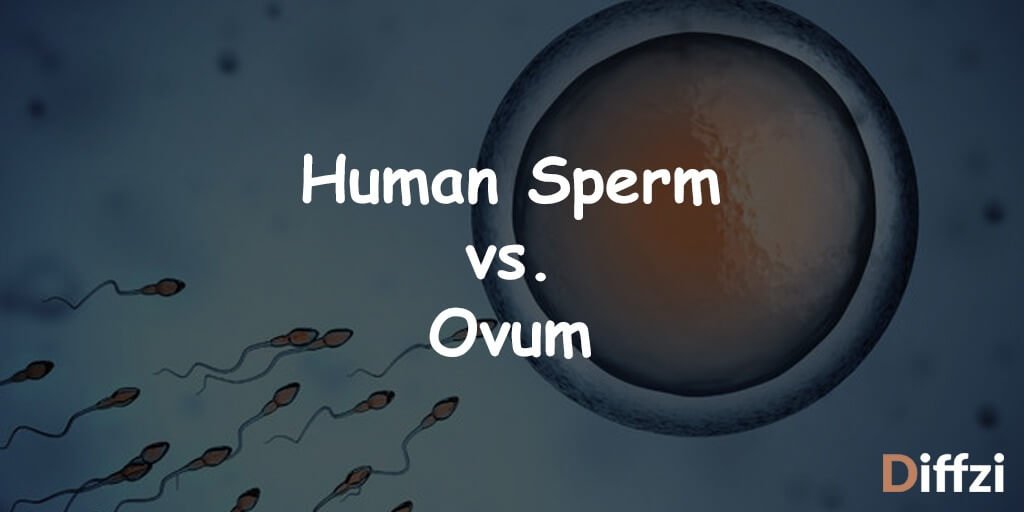 Human Sperm vs. Ovum