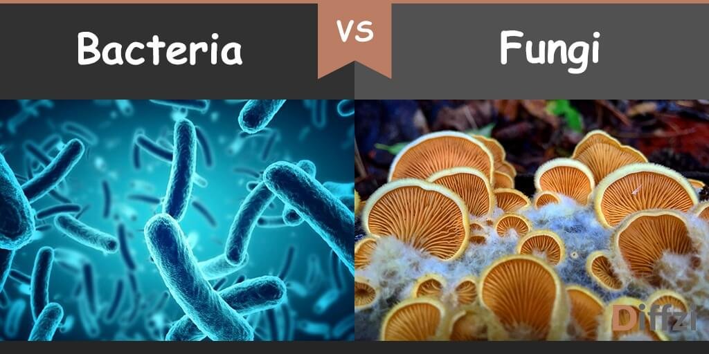 bacteria vs fungi