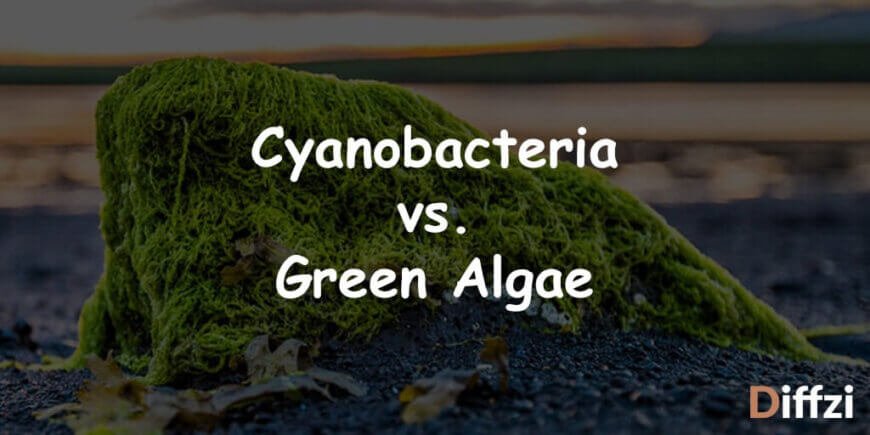 Cyanobacteria vs. Green Algae