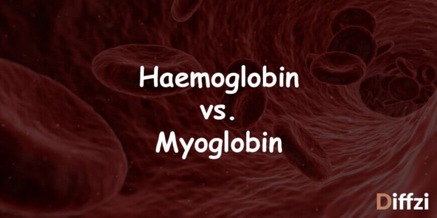 Haemoglobin vs. Myoglobin