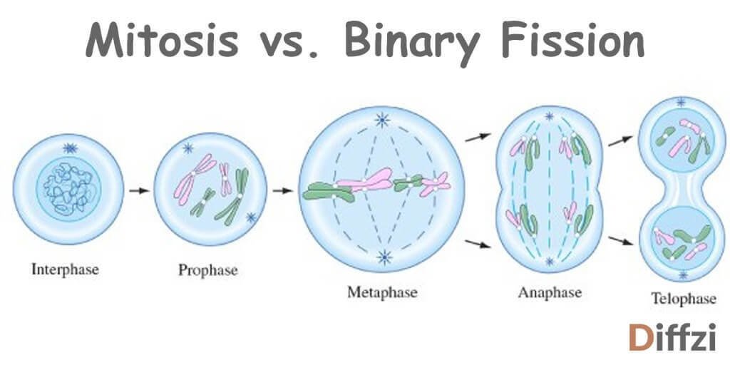 Mitosis Vs Binary Fission What Is The Difference Diffzi