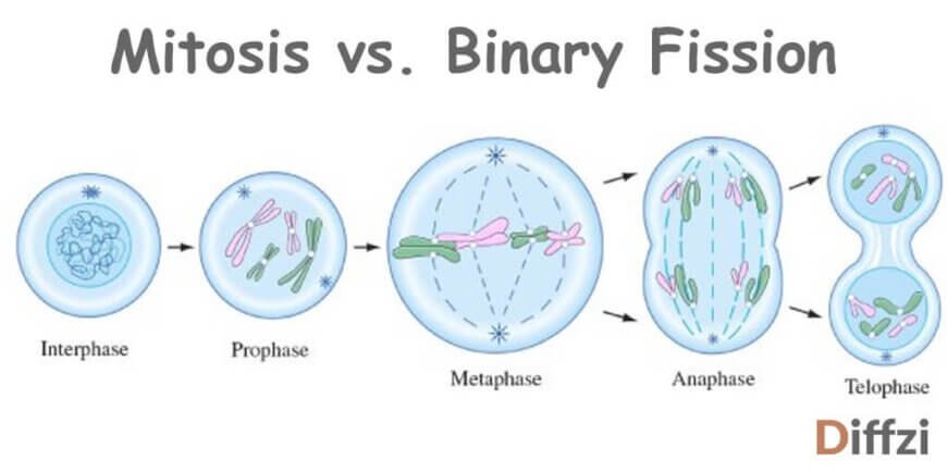 Mitosis vs. Binary Fission