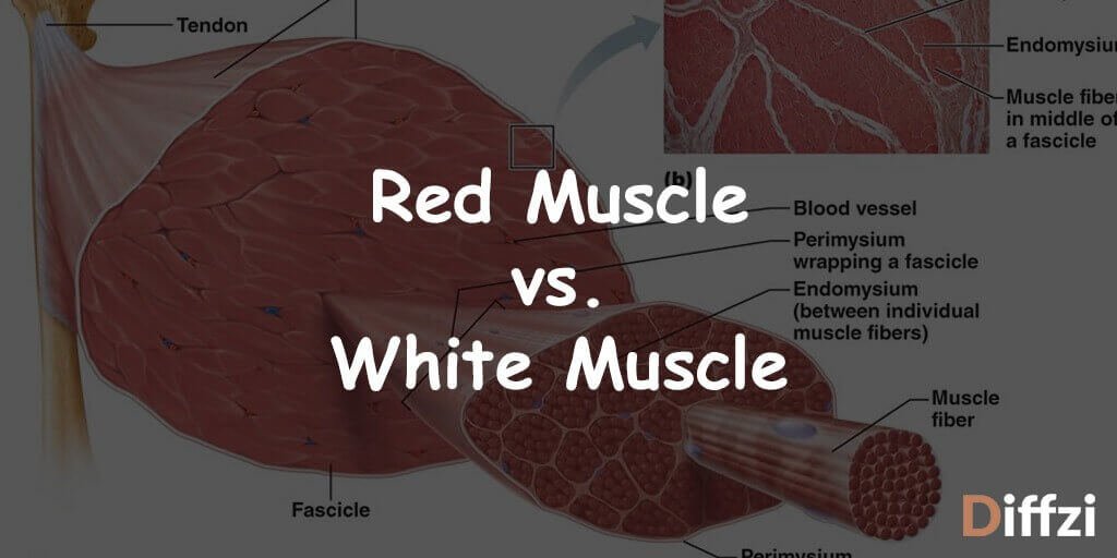 Red Muscle vs. White Muscle