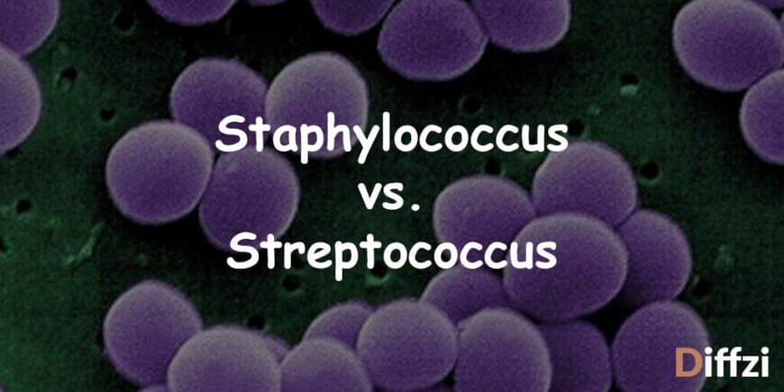 Staphylococcus vs. Streptococcus