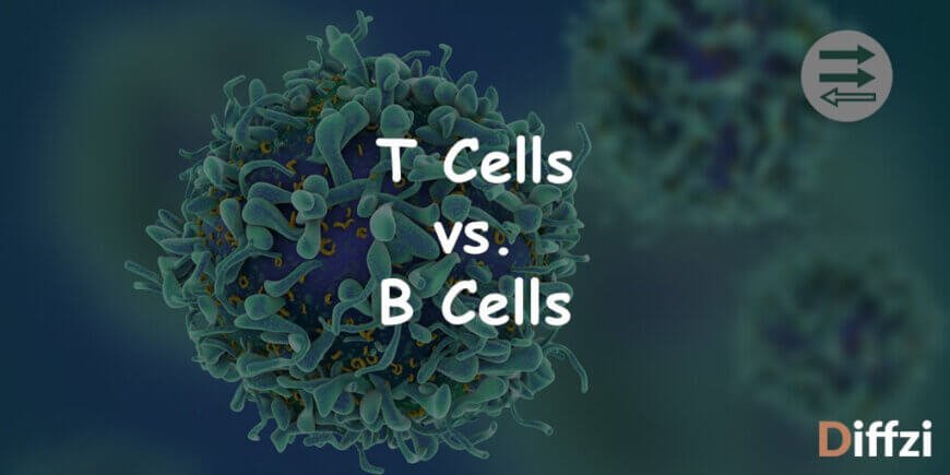 T Cells vs. B Cells