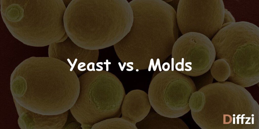 Yeast vs. Molds