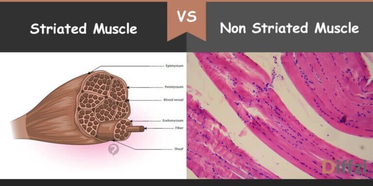 non-striated-voluntary-muscle