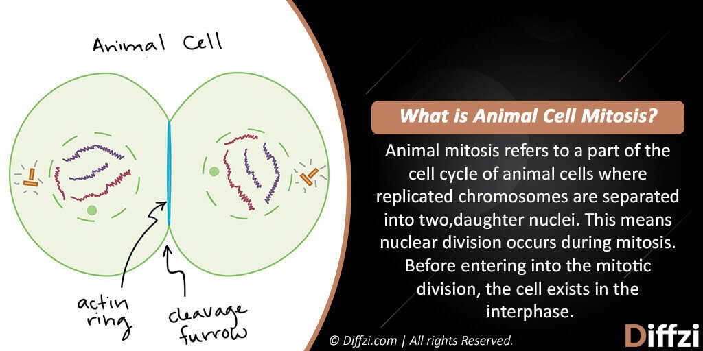 Animal Cell Mitosis vs. Plant Cell Mitosis - Diffzi