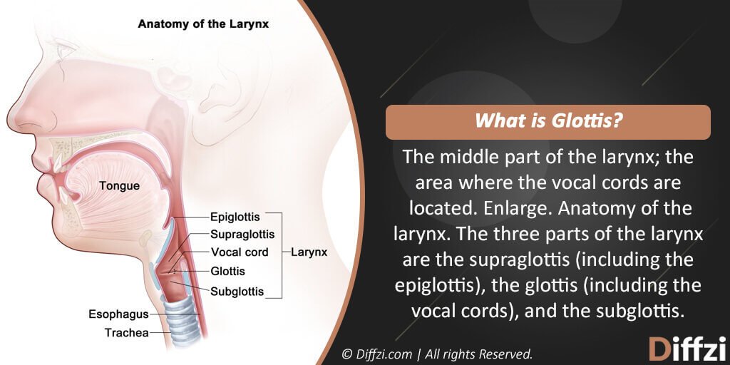 Glottis vs. Epiglottis: What is The Difference? | Diffzi
