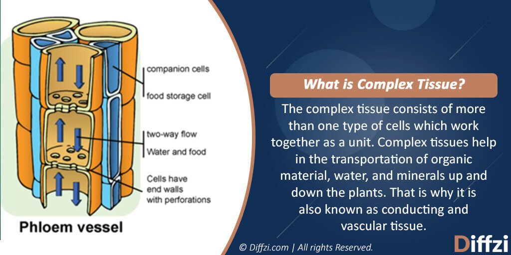 simple tissue in plants