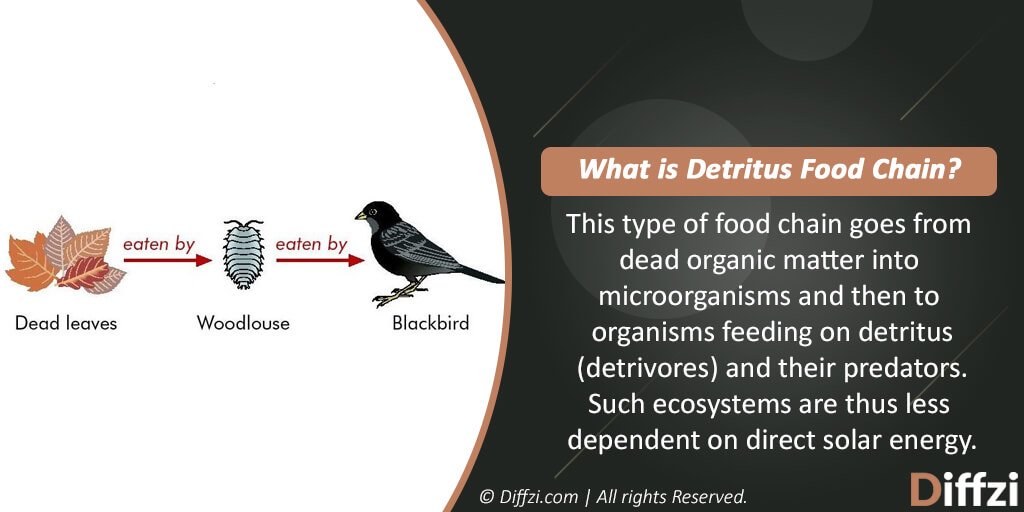 Detritus Food Chain – Diffzi