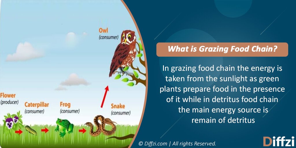 Grazing Food Chain – Diffzi