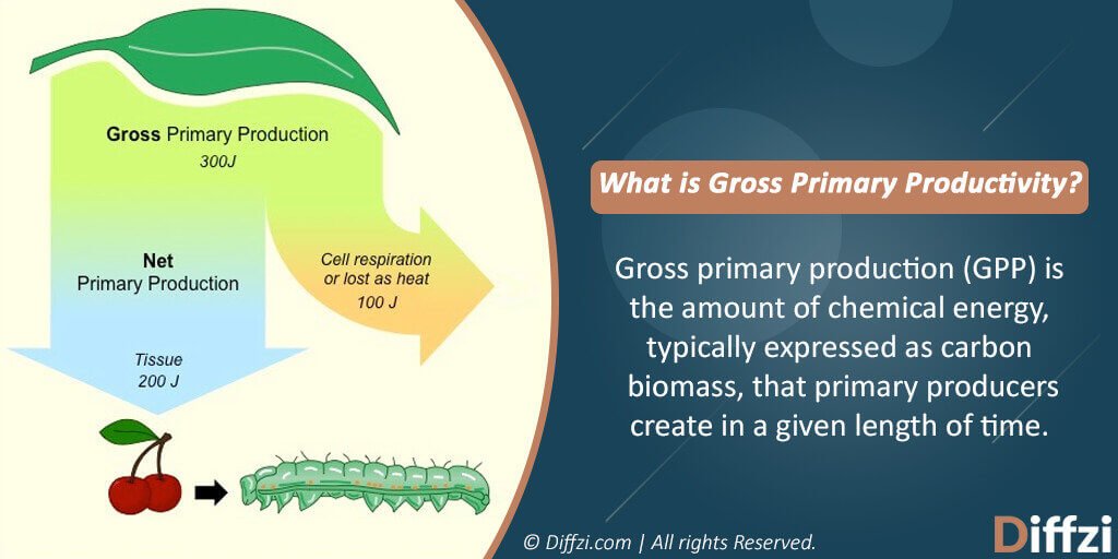 Relate The Concept Of Gross And Net Production To The Concept Of Energy 