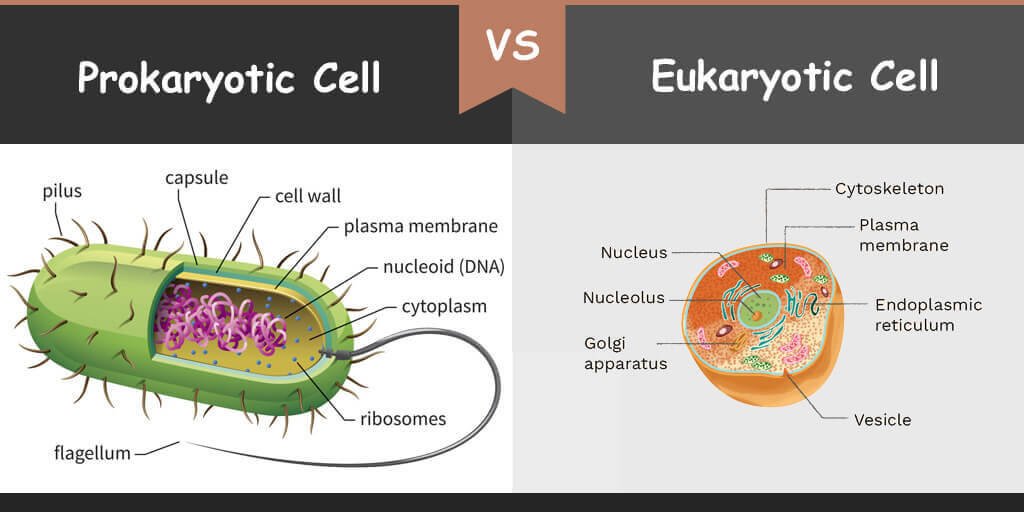 A Eukaryote Vs Prokaryote - Shajara