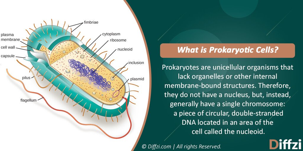 Prokaryotic Cells vs. Eukaryotic Cells: What is The ...