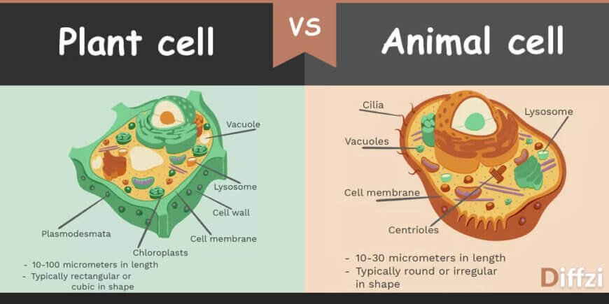 Plant Cell Vs Animal Cell What Is The Difference Diffzi