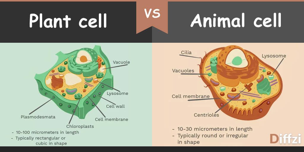 Plant Cell vs. Animal Cell: What is The Difference? | Diffzi