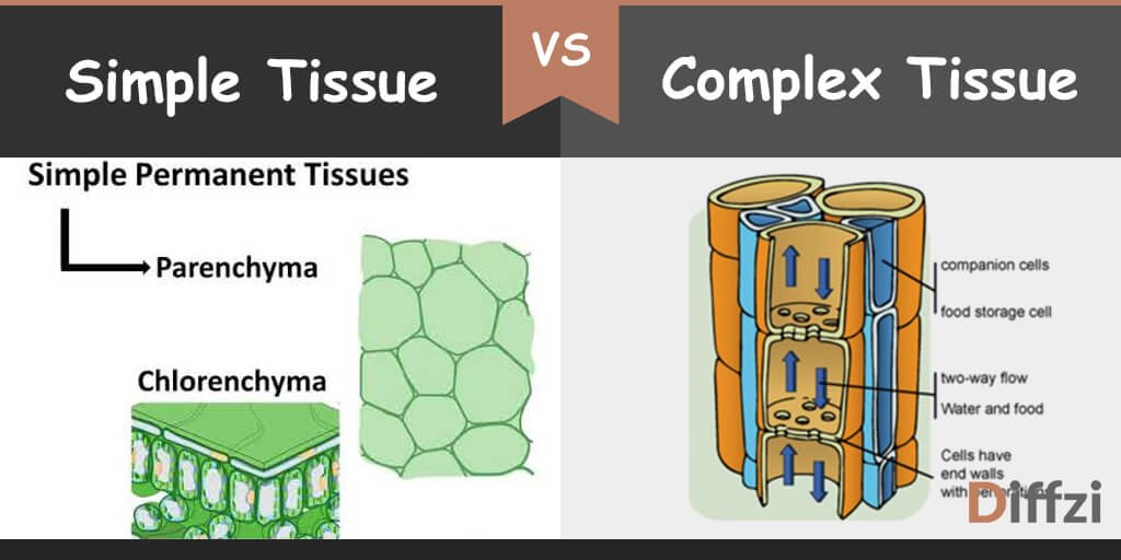 simple tissue vs complex tissue