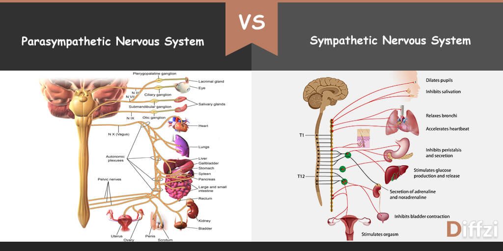 Parasympathetic vs. Sympathetic Nervous System - Diffzi