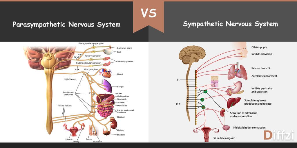 difference-between-sympathetic-and-parasympathetic-nervous-system