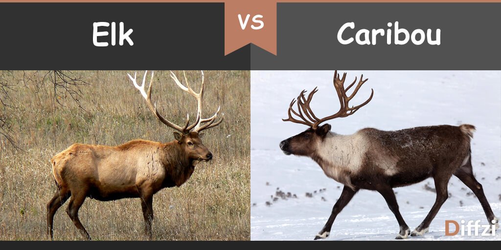 elk vs moose