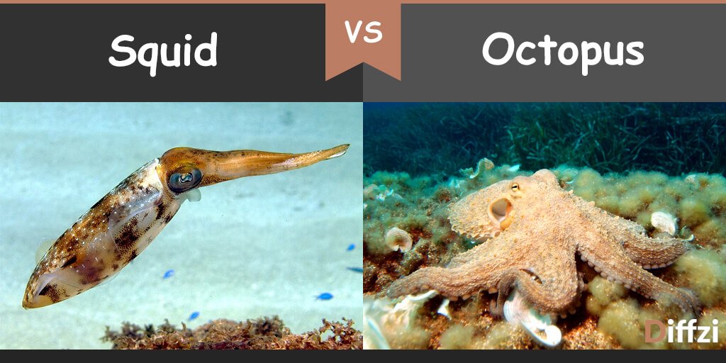 squid vs octopus