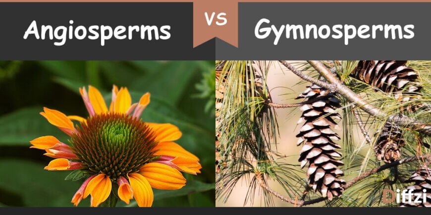 angiosperms vs gymnosperms
