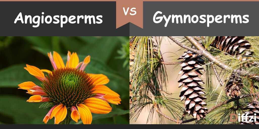 angiosperms-vs-gymnosperms-diffzi