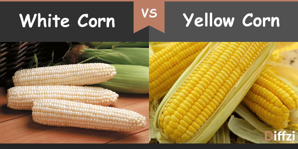 White Corn Vs Yellow Corn What Is The Difference Diffzi