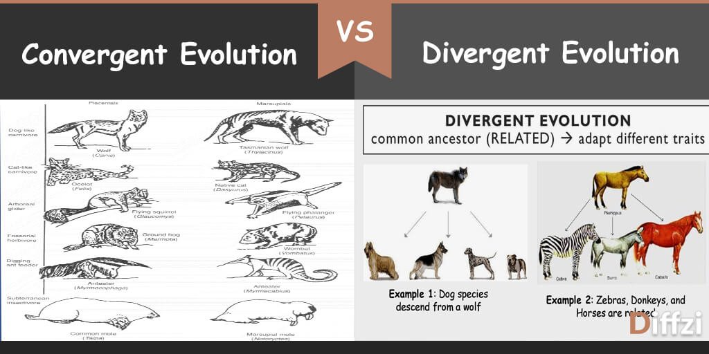 Convergent Evolution vs. Divergent Evolution