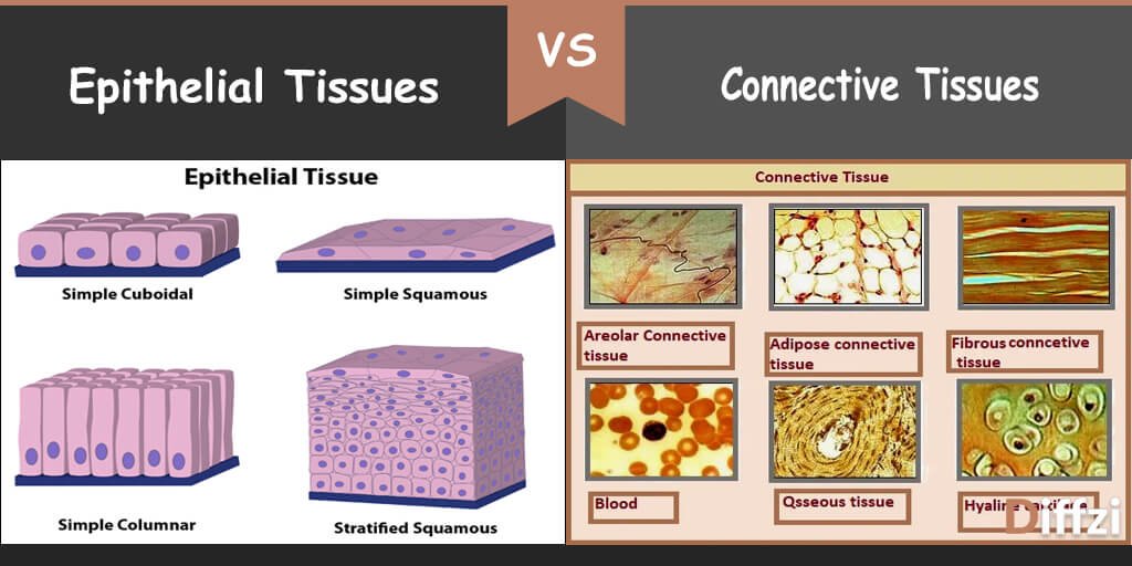 Epithelial Tissues vs. Connective Tissues