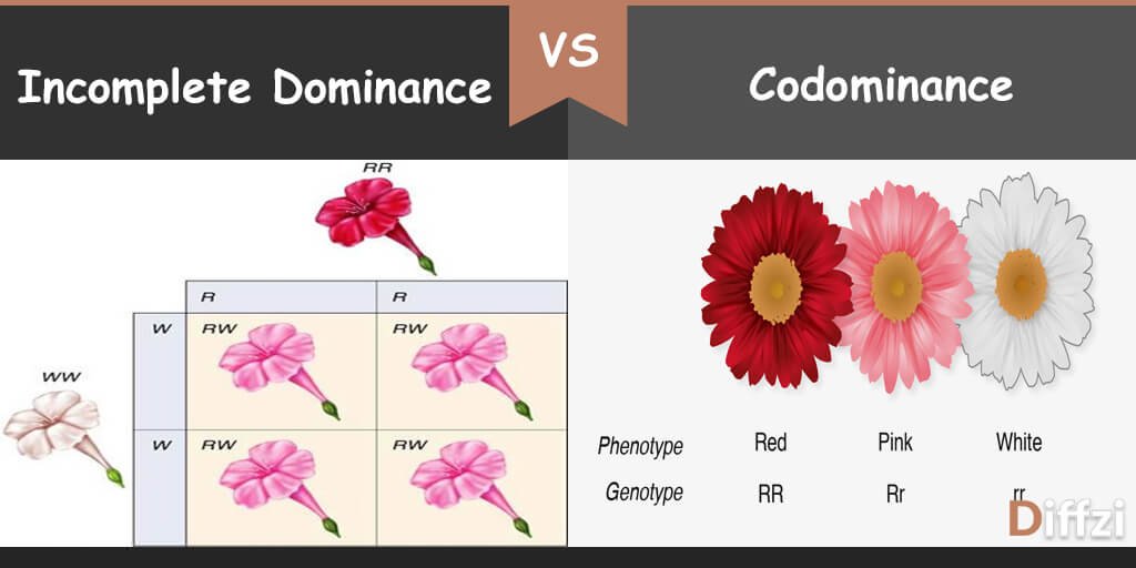 incomplete-dominance-vs-codominance-diffzi