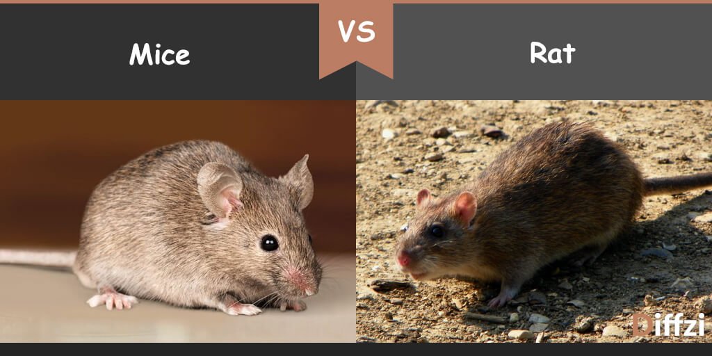 Mice vs Rat