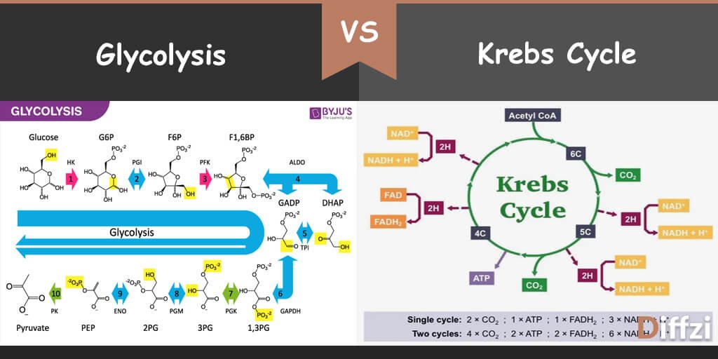 Glycolysis vs Krebs-Cycle