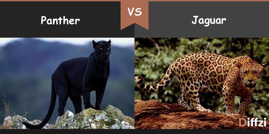 panther vs jaguar