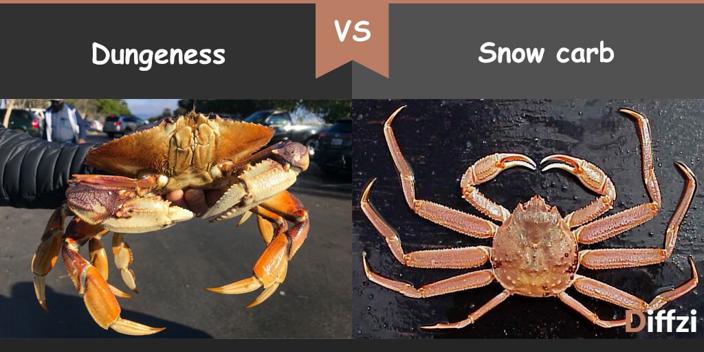 snow crabs vs dungeness